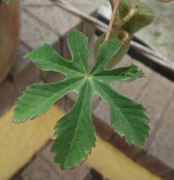Amoreuxia gonzalezii leaf.jpg