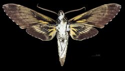 Amphonyx lucifer MHNT CUT 2010 0 67 Santa Catarina Brasil male ventral.jpg