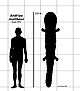 Andrias matthewi size comparison.jpg