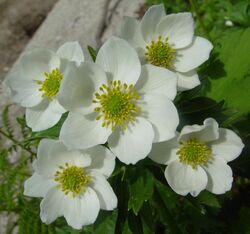 Anemone narcissiflora in Mount Tsubakuro 2002-07-27.jpg