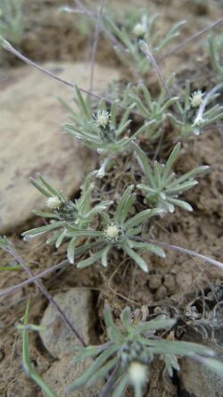 Antennaria flagellaris 2.jpg