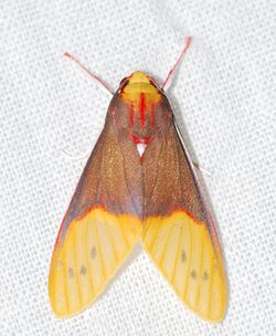 Arctiid Moth (Evius albicoxae) (40302005522).jpg
