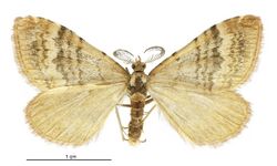 Asaphodes recta male.jpg