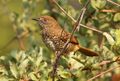 Barred wren-warbler, Calamonastes fasciolatus, at Pilanesberg National Park, Northwest Province, South Africa (16369976054).jpg