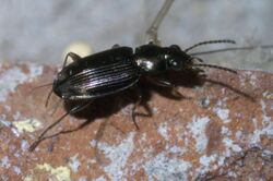 Bembidion rapidum P1400602a.jpg