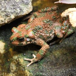 Berber toad (4138700021) (2).jpg