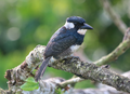 Black-breasted-puffbird.png
