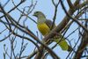Bruce's Green Pigeon - Gambia (32495702332).jpg