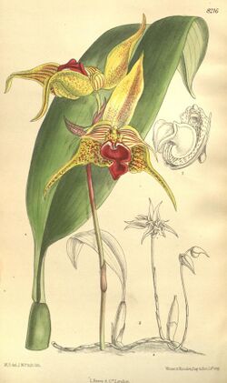 Bulbophyllum uniflorum (as Bulbophyllum galbinum) - Curtis' 134 (Ser. 4 no. 4) pl. 8216 (1908).jpg