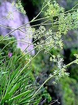 Bupleurum dianthifolium.jpg