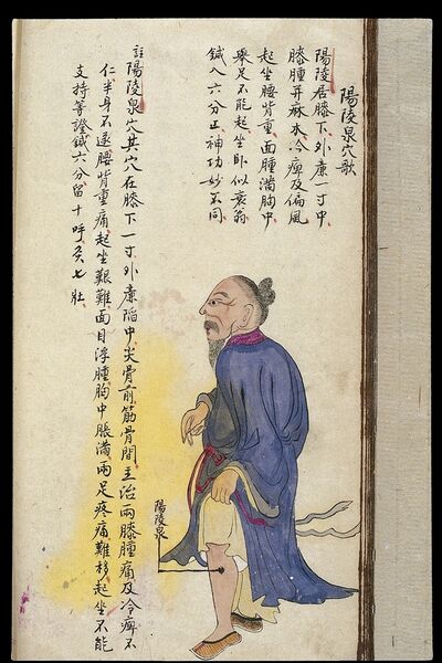 File:C19 Chinese MS moxibustion point chart; Yanglingquan Wellcome L0039497.jpg