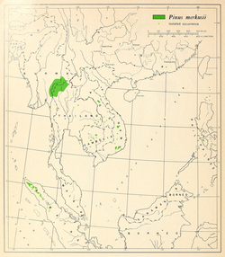 CL-39 Pinus merkusii range map.png