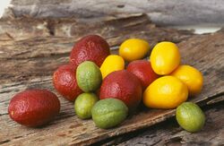CSIRO ScienceImage 3592 New lime varieties bred from native Australian limes.jpg
