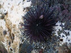 California Purple Sea Urchin.jpg
