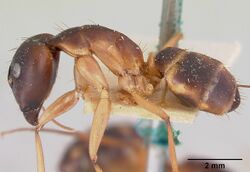 Camponotus maculatus casent0101352 profile 1.jpg