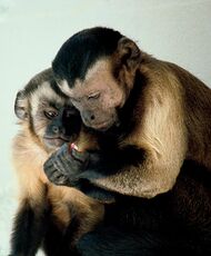 Two monkeys sharing food