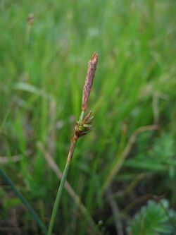 Carex distans maennl.jpeg