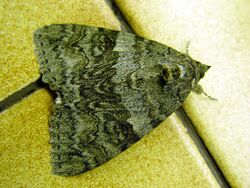 Catocala.nupta-moth7-30.07.06.jpg