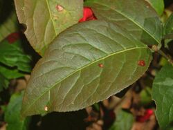 Celastraceae - Euonymus europaeus-3.JPG