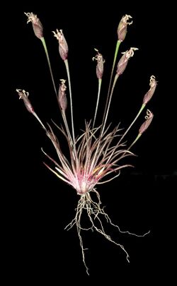 Centrolepis drummondiana - Flickr - Kevin Thiele.jpg