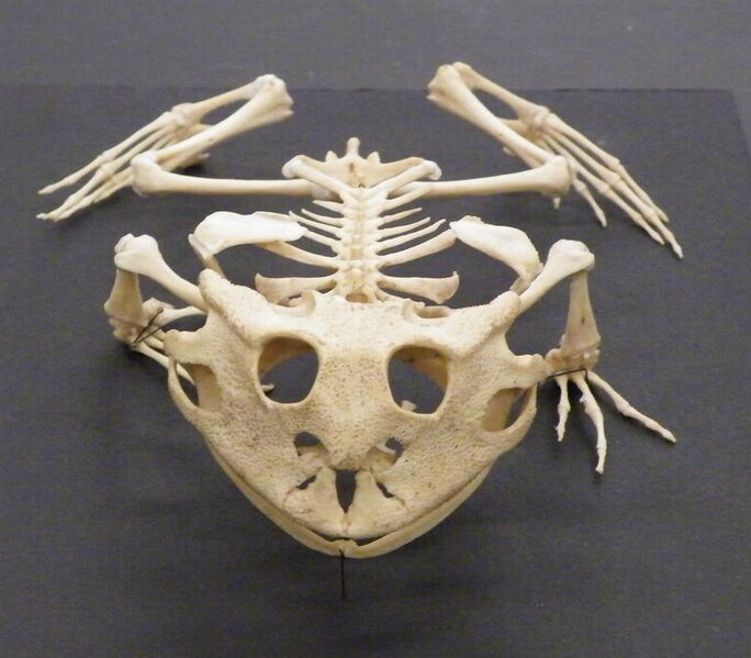 File:Ceratophrys cornuta skeleton front.jpg