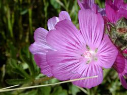 Checkerbloom, Bay Area.jpg