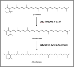 Chlorobactene Biosynthesis.png