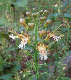 Collinsonia canadensis flowers.jpg