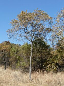 Combretum molle, Eugene Marais Park.jpg