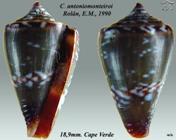 Conus antoniomonteiroi 1.jpg