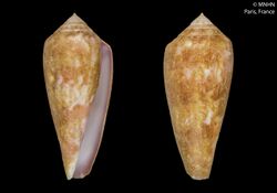 Conus crosnieri (MNHN-IM-2013-62927) 001.jpeg