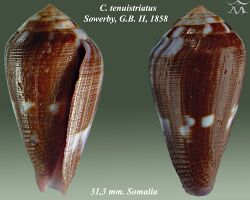 Conus tenuistriatus 2.jpg