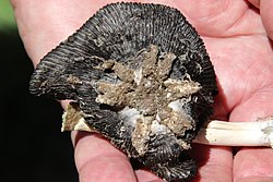 Coprinus calyptratus star.jpg