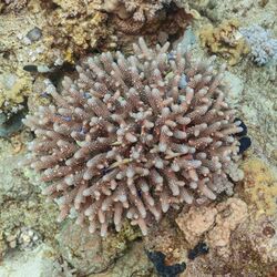 Coral (Acropora hemprichii), Ras Katy, Sharm el-Sheij, Egipto, 2022-03-26, DD 87.jpg