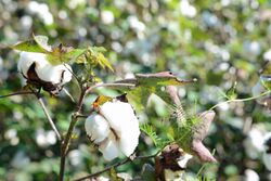 Cotton growing on the plant