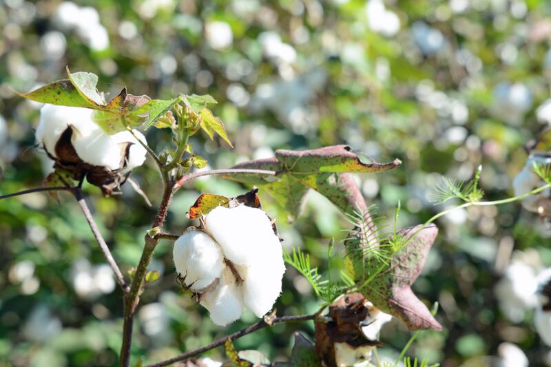 File:Cotton plant, Ware County, GA, US.jpg