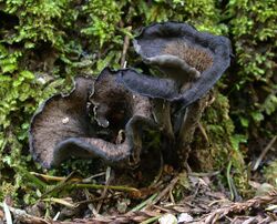 A fungus made of two dark brown funnel-shaped shapes with black rims, joined at a common base, surrounded by green moss