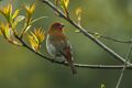 Crimson-browed Finch - Bhutan S4E8757 (22647757219).jpg