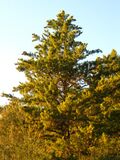 Cupressus abramsiana Butano Ridge.JPG