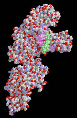 DNAPolymeraseI.jpg