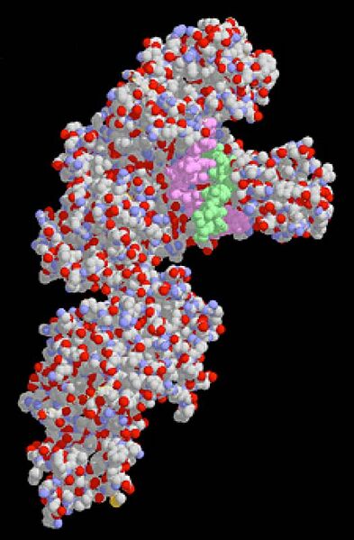 File:DNAPolymeraseI.jpg