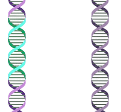 DNA transposition.gif