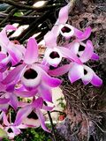 Dendrobium lituiflorum, Assam - cropped.jpg