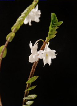 Dendrobium uniflorum (alba form ) Raab Bustamante.png