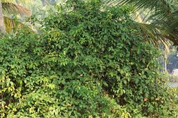 Derris trifoliata.jpg