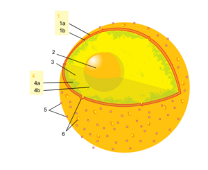 Diagram human cell nucleus numbered version.svg