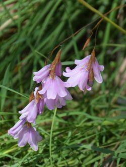 Dierama pauciflorum 02.jpg