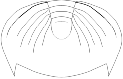 Dikelocephalus minnesotensis pygidium draw.png