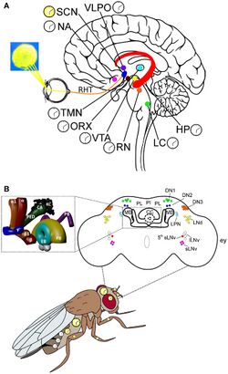 Drosophila brains and the circadian system.jpg