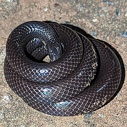 Dull Purple-glossed Snake imported from iNaturalist photo 316909399 on 23 October 2023.jpg